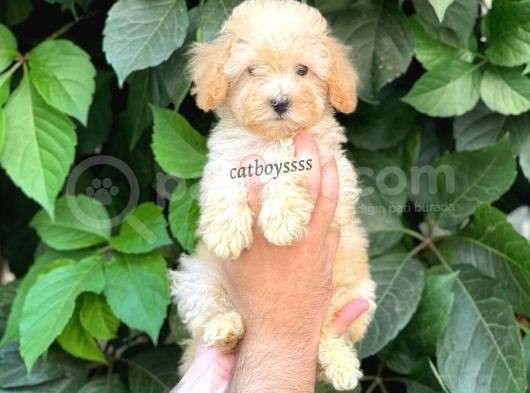 Apricot Kayısı Renk Toy Poodle Dişi Yavrumuz