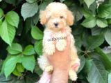 Apricot Kayısı Renk Toy Poodle Dişi Yavrumuz
