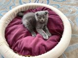 Oyuncu Scottish Fold Kedimiz Yeni Ailesini Arıyor
