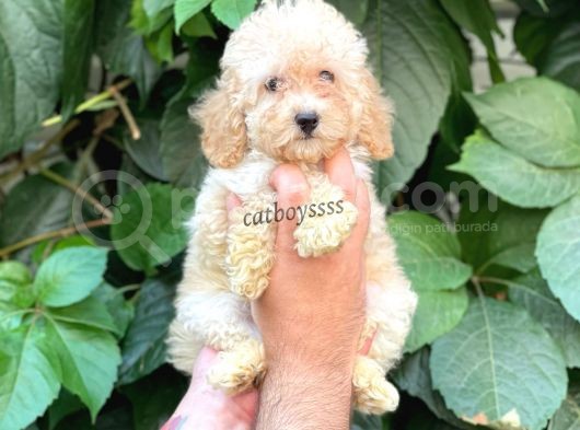 Apricot Toy Poodle Dişi Yavrumuz görsel