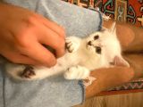 Anne Ve Babası British Shorthair 3 British Yavru