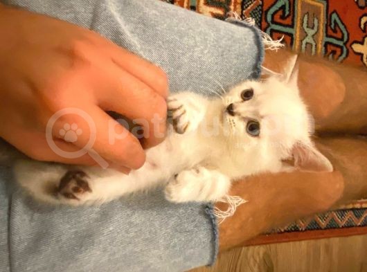 Anne Ve Babası British Shorthair 3 British Yavru