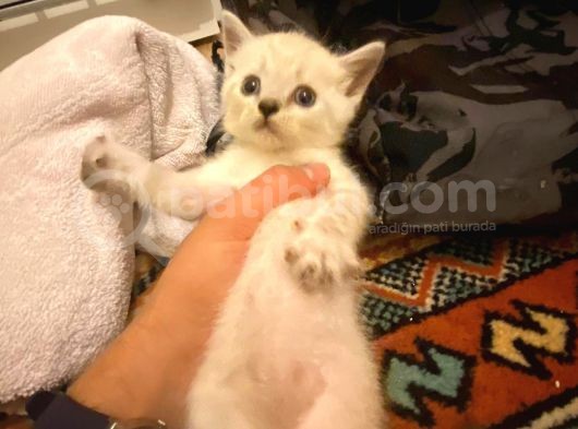 Anne Ve Babası British Shorthair 3 British Yavru görsel