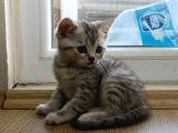 Anne Ve Babası British Shorthair 3 British Yavru