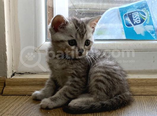 Anne Ve Babası British Shorthair 3 British Yavru görsel