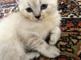 Anne Ve Babası British Shorthair 3 British Yavru