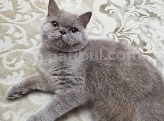 British Shorthair Lilac Prensesimiz görsel