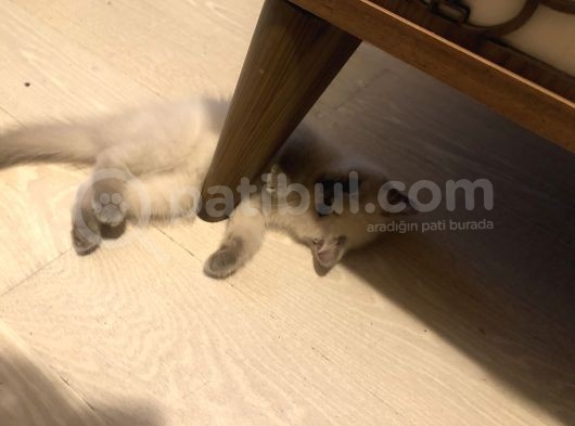 Evde Doğup Yetişmiş Safkan Britishshorthair Bluepoınt Yavrular görsel