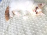 Safkan Exotic Shorthair Meleklerimiz