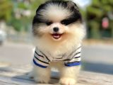 AB Pasaportlu Pomeranian Erkek Yavrumuz