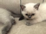 Evde Doğup Yetişmiş Safkan Britishshorthair Bluepoınt Yavrular