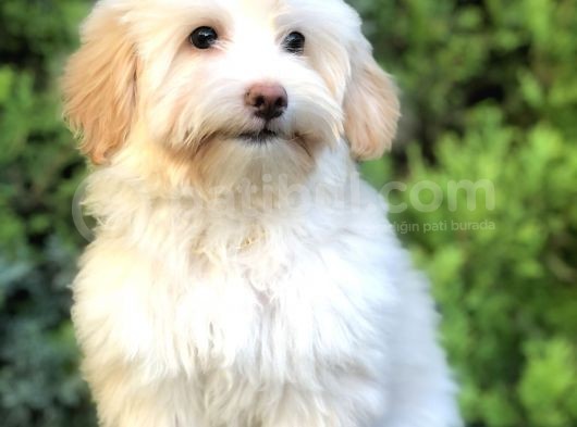 Wc Eğitimli Gold Morkie Yavrumuz görsel