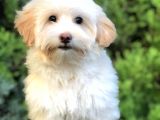 Wc Eğitimli Gold Morkie Yavrumuz