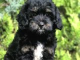 Özel Renk Yapısı Ile Phantom Poodle Yavrumuz