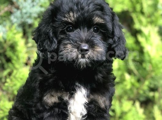 Özel Renk Yapısı Ile Phantom Poodle Yavrumuz görsel