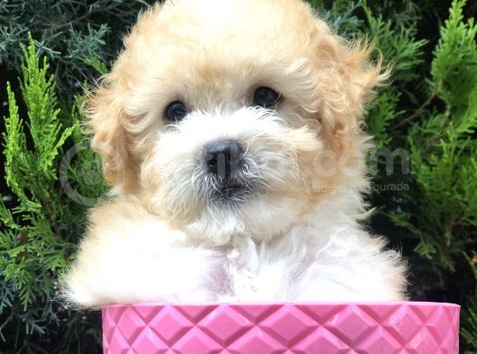 Apricot Toy Poodle Yavrumuz görsel