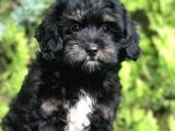 Özel Renk Yapısı Ile Phantom Poodle Yavrumuz