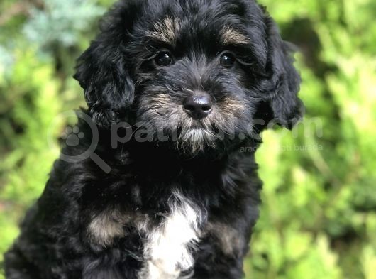 Özel Renk Yapısı Ile Phantom Poodle Yavrumuz görsel
