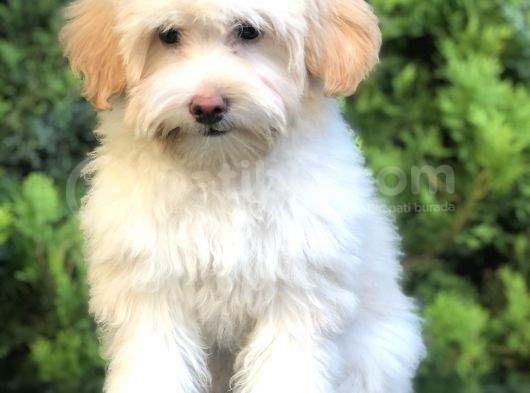 Wc Eğitimli Gold Morkie Yavrumuz görsel