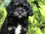 Özel Renk Yapısı Ile Phantom Poodle Yavrumuz