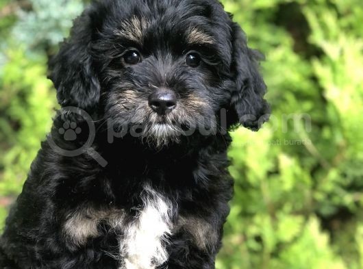 Özel Renk Yapısı Ile Phantom Poodle Yavrumuz