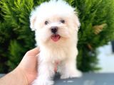 Baby Face Safkan Maltese Yavrumuz