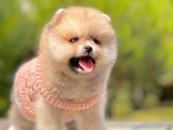 AB Pasaportlu Pomeranian Dişi Ve Erkek Yavrumuz
