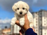 Anne Altından Maltese Terrier Erkek