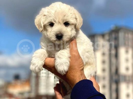 Anne Altından Maltese Terrier Erkek görsel