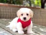 Anne Altından Maltese Terrier Dişi