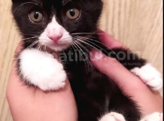 British Shorthair 2 Aylık Erkek Yavru . görsel