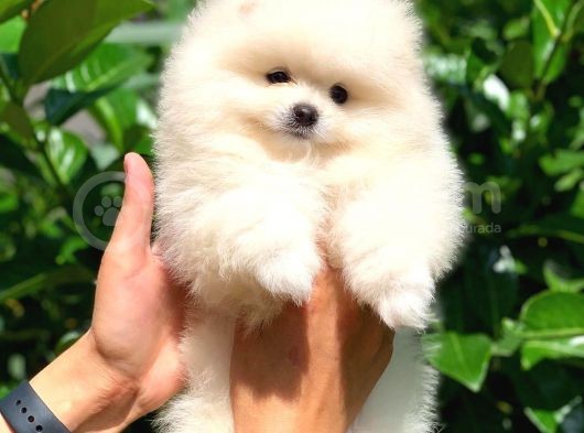 Pomeranian Boo Yavrularımız