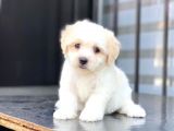 Kaliteli Maltipoo Yavruları