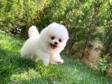 3 Aylık Kar Beyazı PomeranianBoo Oğlumuz