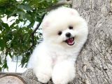 Secere Sertifikalı TeddyFace PomeranianBoo Oğlumuz
