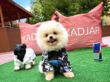 En İyi Fiyat ve Irk Garantili Pomeranian Boo Yavrularımızdan