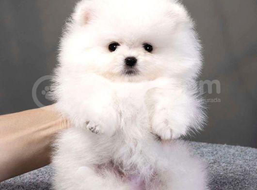 Teddy Bear Pomerani̇an Boo