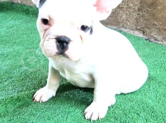 French  Bulldog Yavrular