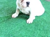 French  Bulldog Yavrular
