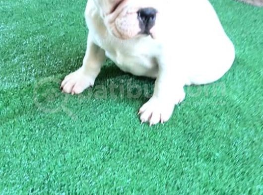 French  Bulldog Yavrular görsel