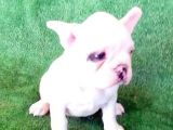 French  Bulldog Yavrular