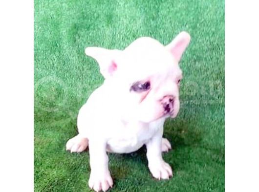 French  Bulldog Yavrular görsel