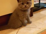 Minnak Kedim
