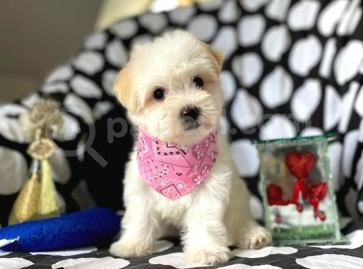 Tatli Tadinda Malti̇poo Yavrulari görsel