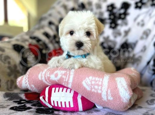 Tatli Tadinda Malti̇poo Yavrulari görsel