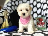 Tatli Tadinda Malti̇poo Yavrulari