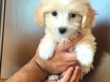 Ev Üreti̇mi̇ Safkan Malti̇poo Yavrular Ai̇lesi̇ni̇ Bekli̇yor