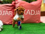 Irk ve Sağlık Garantili Safkan Toy Poodle Yavrularımızdan