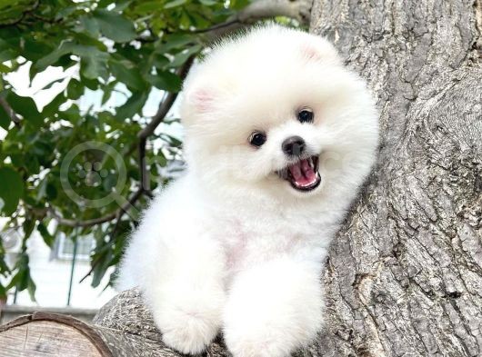 Secere Sertifikalı Kar Beyazı Teddy Face Pomeranian Oğlumuz