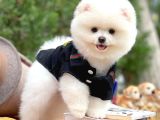 Secere Sertifikalı Kar Beyazı Teddy Face Pomeranian Oğlumuz